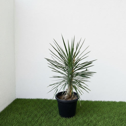 Yucca Filifera "Yucca Aloifolia" - Greensouq - 