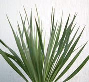 Yucca Gloriosa "Spanish - dagger" 0.3 - 0.4m - Greensouq - 