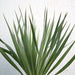 Yucca Gloriosa "Spanish - dagger" 0.3 - 0.4m - Greensouq - 