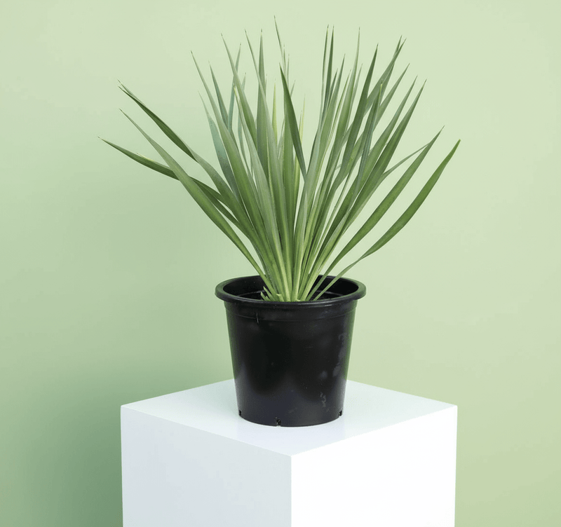 Yucca Gloriosa "Spanish - dagger" 0.3 - 0.4m - Greensouq - 