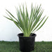 Yucca Gloriosa "Spanish - dagger" 0.3 - 0.4m - Greensouq - 