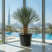 Yucca Rostrata 120cm - Greensouq - 