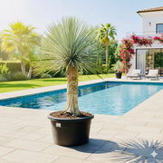 Yucca Rostrata beaked Yucca - Greensouq - 