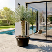 Yucca Rostrata beaked Yucca - Greensouq - 