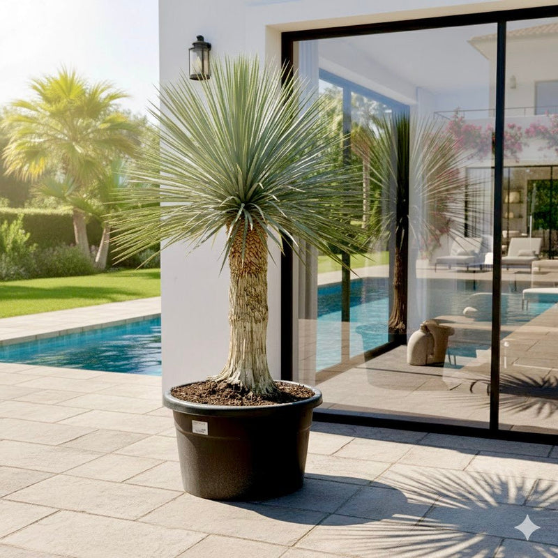 Yucca Rostrata beaked Yucca - Greensouq - 