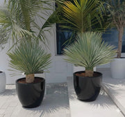 Yucca Rostrata beaked Yucca in Black Rolled Rim Pot 58/43 - Greensouq - 