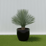 Yucca Rostrata beaked Yucca in Black Rolled Rim Pot 58/43 - Greensouq - 
