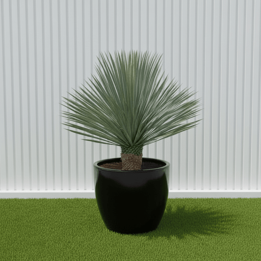 Yucca Rostrata beaked Yucca in Black Rolled Rim Pot 58/43 - Greensouq - 