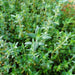 Zaatar Herb "Organic" Thyme - Greensouq - 