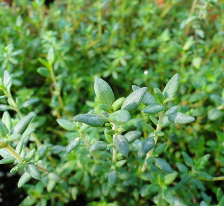 Zaatar Herb "Organic" Thyme - Greensouq - 