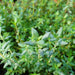 Zaatar Herb "Organic" Thyme - Greensouq - 
