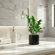 Zamioculcas Zamiifolia, Zanzibar Gem or ZZ Plant - Greensouq - 