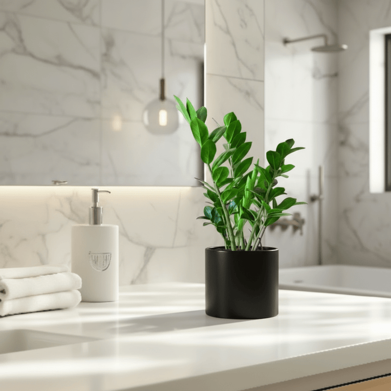 Zamioculcas Zamiifolia, Zanzibar Gem or ZZ Plant - Greensouq - 