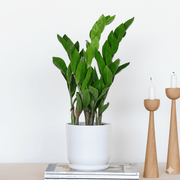 Zamioculcas Zamiifolia, Zanzibar Gem or ZZ Plant - Greensouq - 