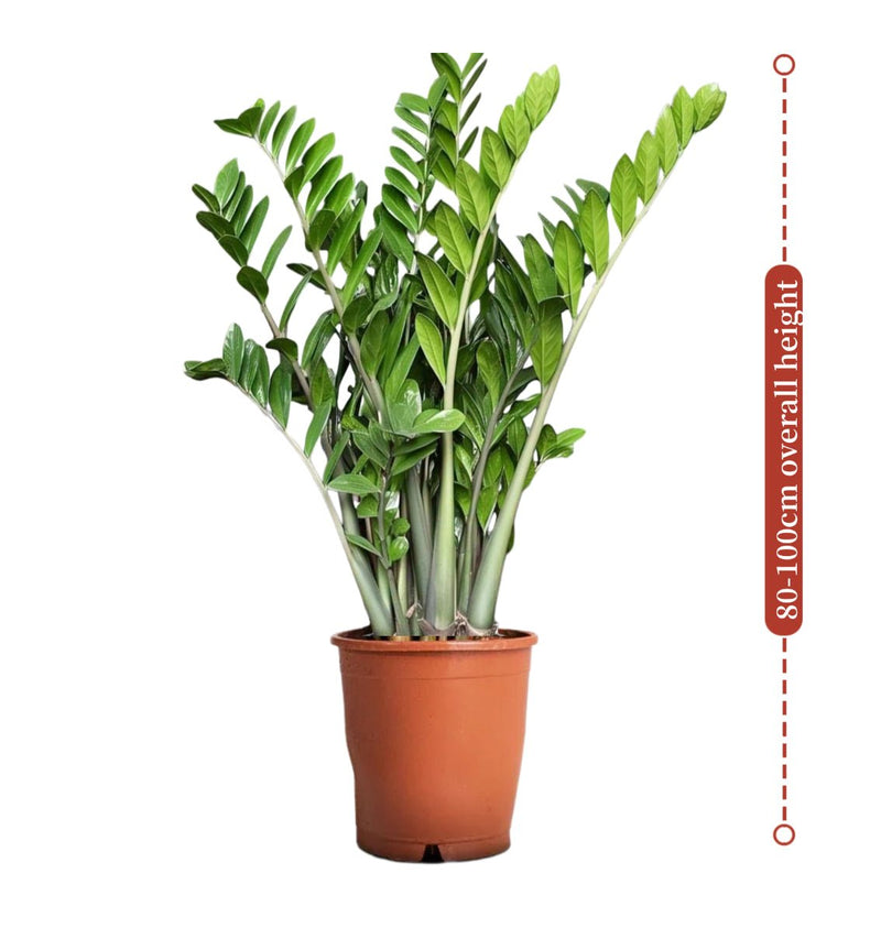 Zamioculcas Zamiifolia, Zanzibar Gem or ZZ Plant - Greensouq - 