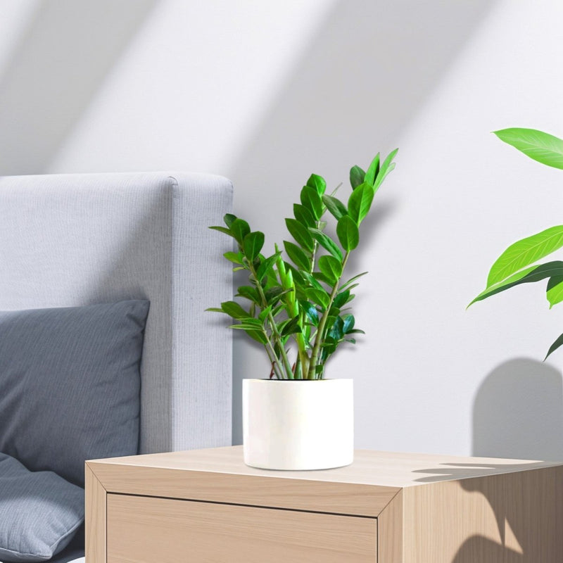 Zamioculcas Zamiifolia, Zanzibar Gem or ZZ Plant - Greensouq - 