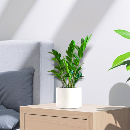 Zamioculcas Zamiifolia, Zanzibar Gem or ZZ Plant - Greensouq - 