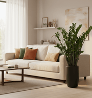 Zamioculcas Zamiifolia, Zanzibar Gem or ZZ Plant - Greensouq - 