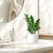 Zamioculcas Zamiifolia, Zanzibar Gem or ZZ Plant - Greensouq - 