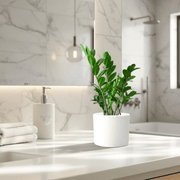 Zamioculcas Zamiifolia, Zanzibar Gem or ZZ Plant - Greensouq - 