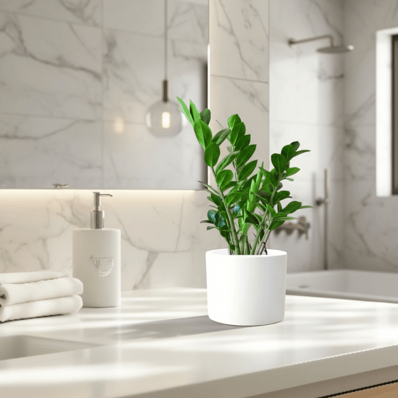 Zamioculcas Zamiifolia, Zanzibar Gem or ZZ Plant - Greensouq - 