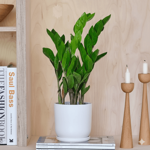 Zamioculcas Zamiifolia, Zanzibar Gem or ZZ Plant - Greensouq - 