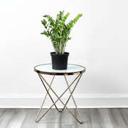 Zamioculcas Zamiifolia, Zanzibar Gem or ZZ Plant - Greensouq - 