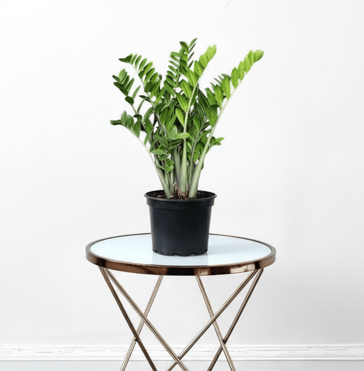 Zamioculcas Zamiifolia, Zanzibar Gem or ZZ Plant - Greensouq - 
