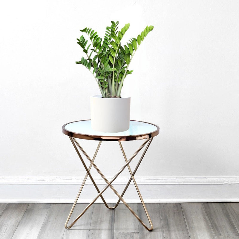 Zamioculcas Zamiifolia, Zanzibar Gem or ZZ Plant - Greensouq - 