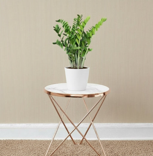 Zamioculcas Zamiifolia, Zanzibar Gem or ZZ Plant - Greensouq - 