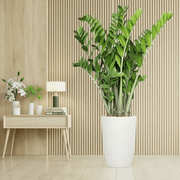 Zamioculcas Zamiifolia, Zanzibar Gem or ZZ Plant - Greensouq - 