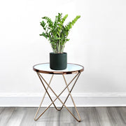 Zamioculcas Zamiifolia, Zanzibar Gem or ZZ Plant - Greensouq - 