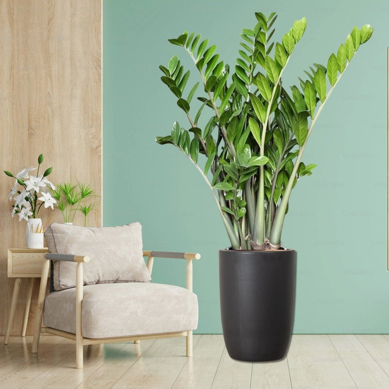 Zamioculcas Zamiifolia, Zanzibar Gem or ZZ Plant - Greensouq - 