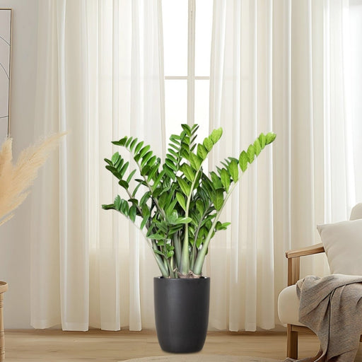 Zamioculcas Zamiifolia, Zanzibar Gem or ZZ Plant in Black Ceramic Pot 80 - 100cm - Greensouq - 