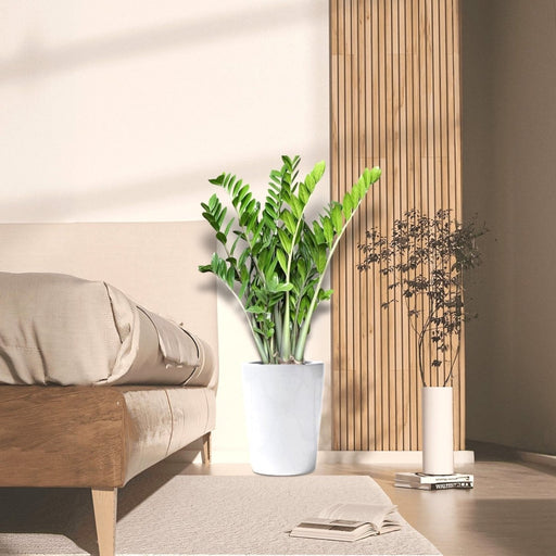 Zamioculcas Zamiifolia, Zanzibar Gem or ZZ Plant in Ceramic Pot - Greensouq - 