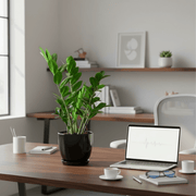 Zamioculcas Zamiifolia, Zanzibar Gem or ZZ Plant in Ceramic Pot - Greensouq - 