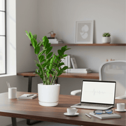 Zamioculcas Zamiifolia, Zanzibar Gem or ZZ Plant in Ceramic Pot - Greensouq - 