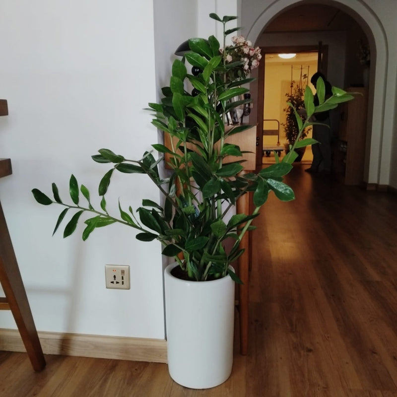 Zamioculcas Zamiifolia, Zanzibar Gem or ZZ Plant in Ceramic Pot - Greensouq - 