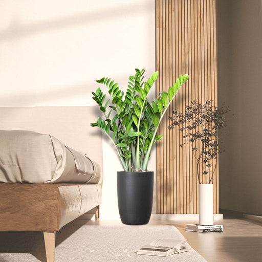Zamioculcas Zamiifolia, Zanzibar Gem or ZZ Plant in Ceramic Pot - Greensouq - 