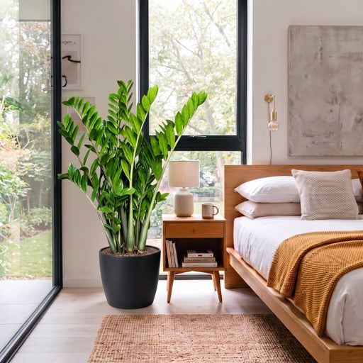 Zamioculcas Zamiifolia, Zanzibar Gem or ZZ Plant in Ceramic Pot Medium | UAE's Top-Rated Houseplant! - Greensouq - indoor