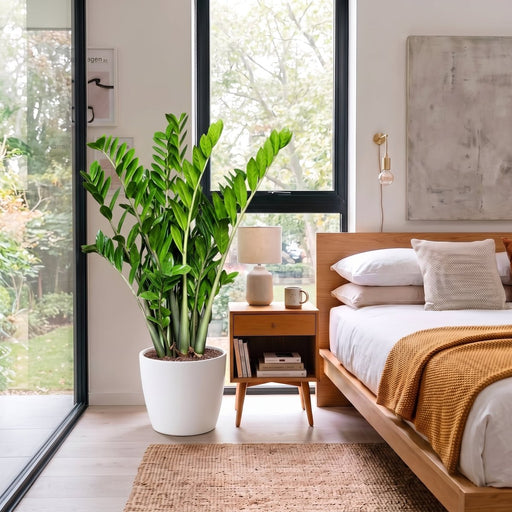 Zamioculcas Zamiifolia, Zanzibar Gem or ZZ Plant in Ceramic Pot Medium | UAE's Top-Rated Houseplant! - Greensouq - indoor
