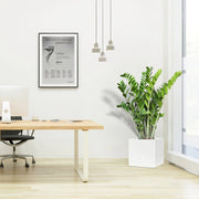 Zamioculcas Zamiifolia, Zanzibar Gem or ZZ Plant in Grp Pot 30x30 - Greensouq - 