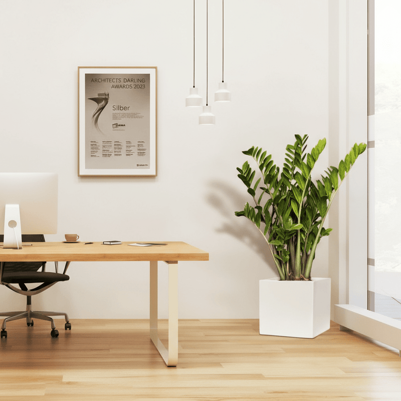 Zamioculcas Zamiifolia, Zanzibar Gem or ZZ Plant in Grp Pot 30x30 - Greensouq - 