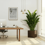 Zamioculcas Zamiifolia, Zanzibar Gem or ZZ Plant in Grp Pot 30x30 - Greensouq - 