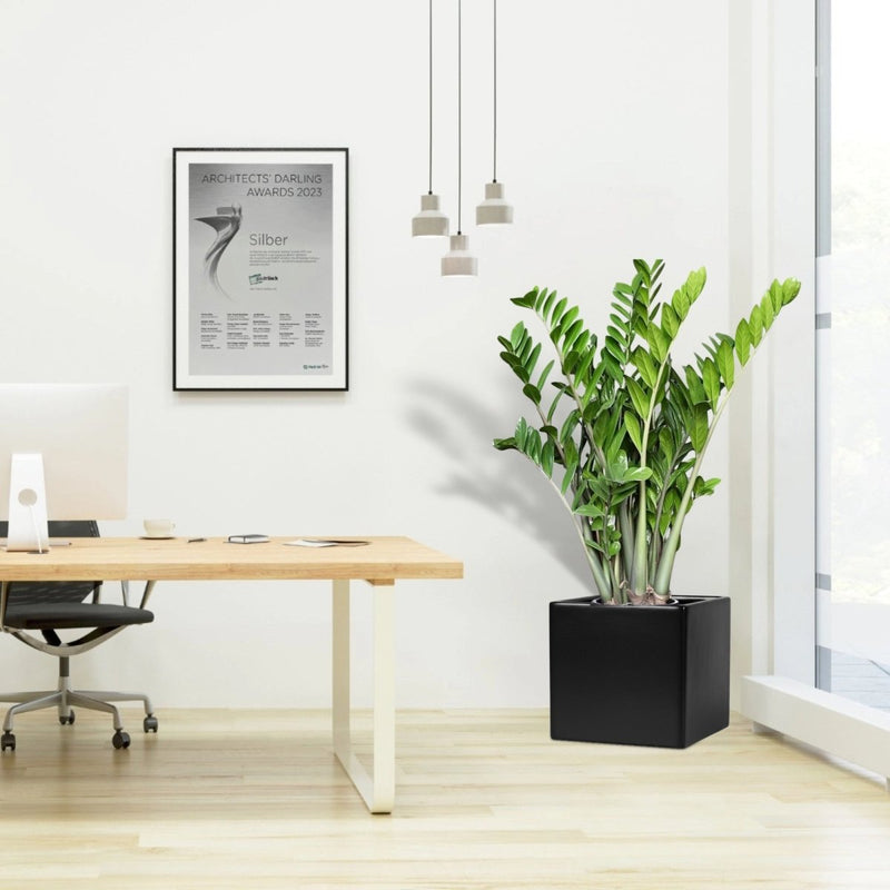 Zamioculcas Zamiifolia, Zanzibar Gem or ZZ Plant in Grp Pot 30x30 - Greensouq - 