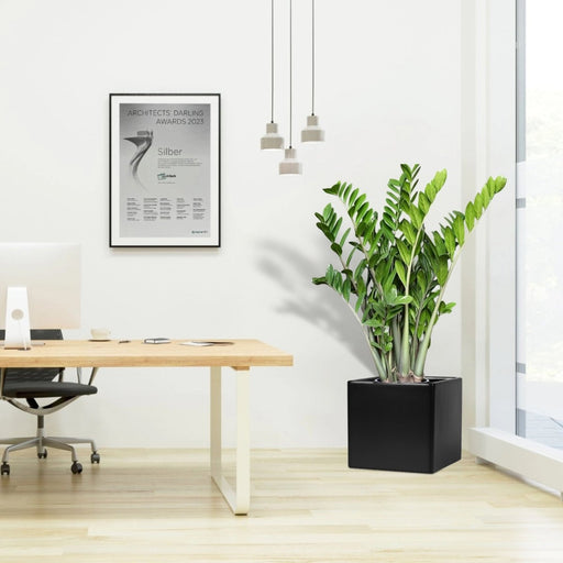 Zamioculcas Zamiifolia, Zanzibar Gem or ZZ Plant in Grp Pot 30x30 - Greensouq - 