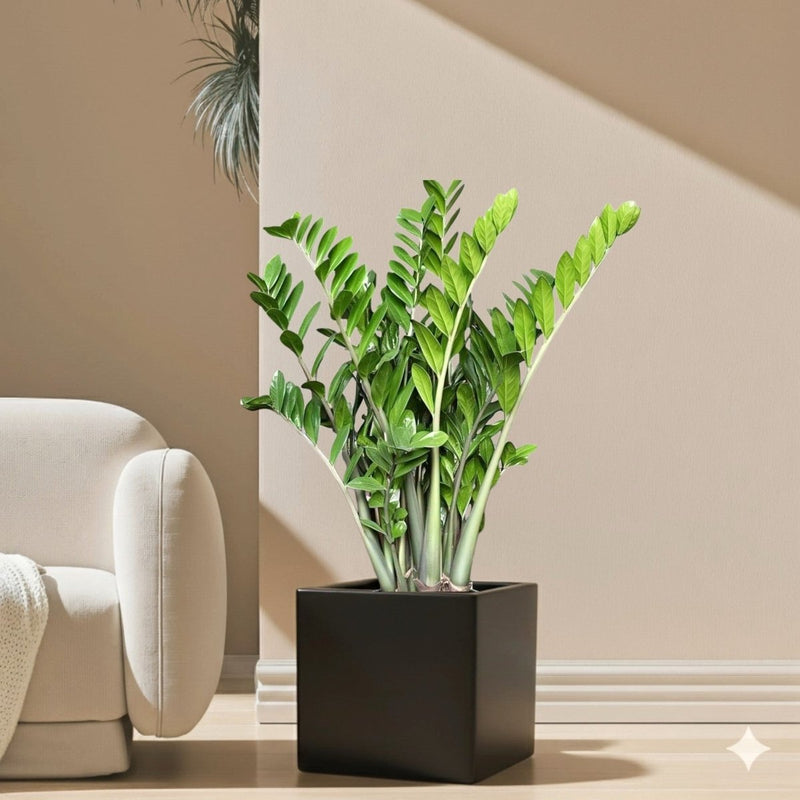 Zamioculcas Zamiifolia, Zanzibar Gem or ZZ Plant in Grp Square Pot 30x30 - Greensouq - 