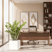 Zamioculcas Zamiifolia, Zanzibar Gem or ZZ Plant in Grp Square Pot 30x30 - Greensouq - 