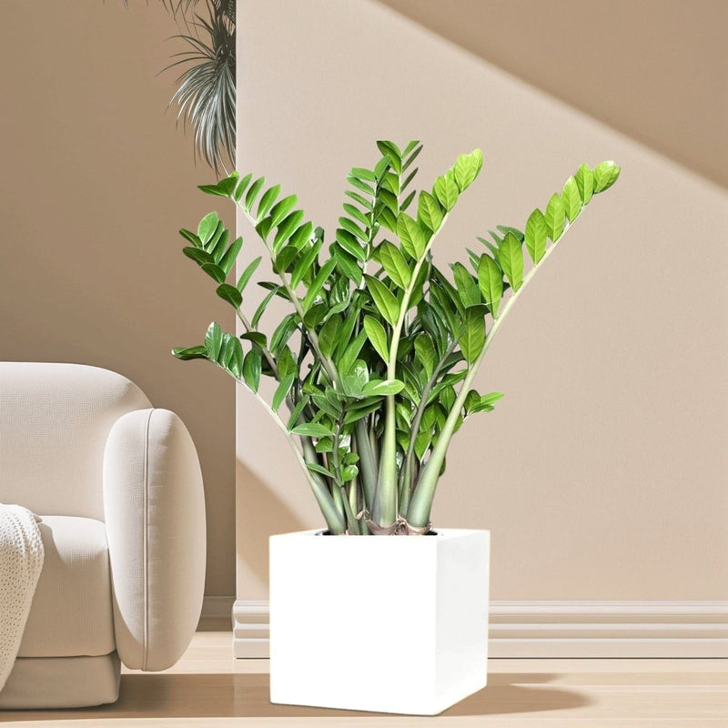 Zamioculcas Zamiifolia, Zanzibar Gem or ZZ Plant in Grp Square Pot 30x30 - Greensouq - 