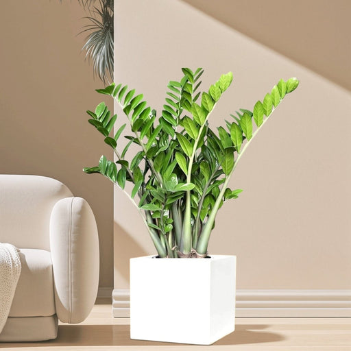 Zamioculcas Zamiifolia, Zanzibar Gem or ZZ Plant in Grp Square Pot 30x30 - Greensouq - 